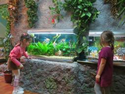 Аквариум оказывает релаксационное воздействие на детей,привлекает их внимание и дает возможность организовать серию интересных наблюдений за обитателями водоема